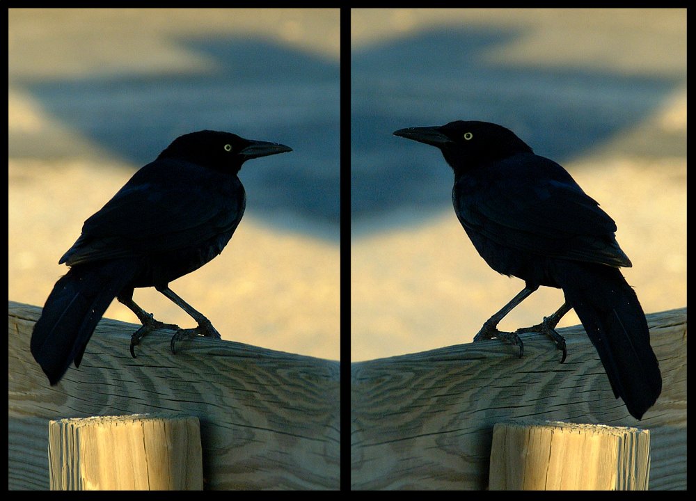 (45) crow montage.jpg   (1000x720)   115 Kb                                    Click to display next picture